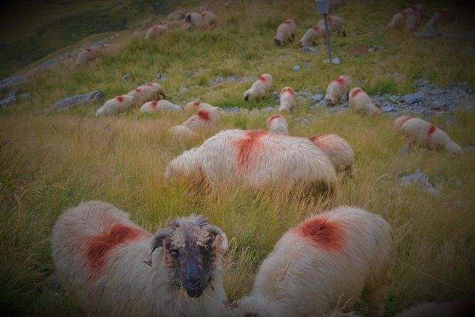 Transfagarasan, Vidraru and Poenari Fortress Tour from Sibiu - Curtea de Argeș Monastery: royal tombs and classic church beauty (20 minutes)