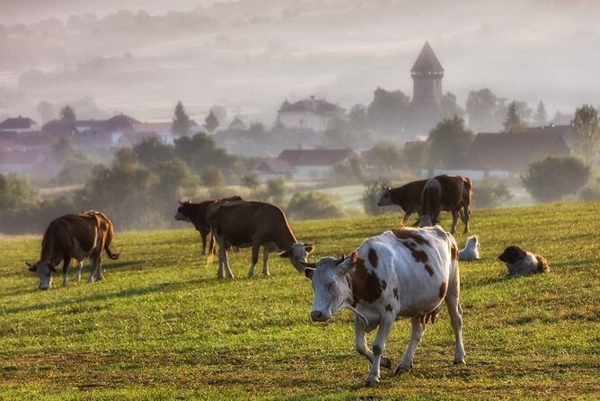 Transfer Bucharest -Brasov with Targoviste and Bran Castle visits - Tips to Get the Most Out of a Full-Day Transfer