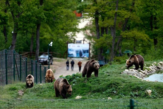 Transylvania with Dracula Castle, Bear Sanctuary and Brasov - Liberty Bear Sanctuary: Bears, Water Pools, and Teddy Bears