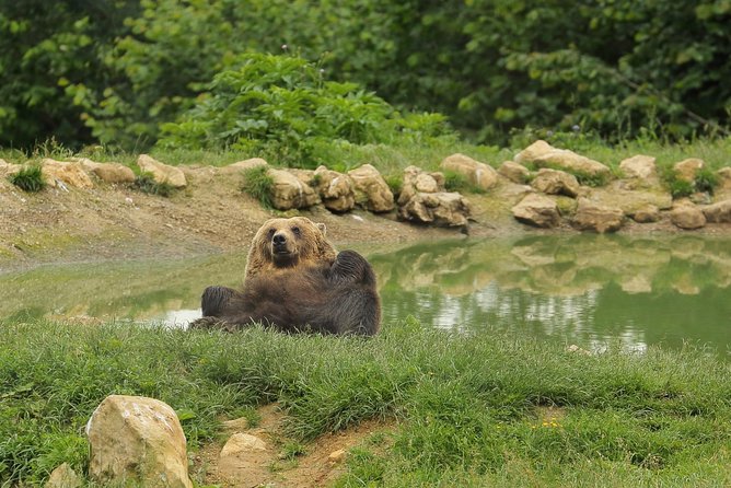 Transylvania with Dracula Castle, Bear Sanctuary and Brasov - Should You Book This Transylvania Tour?