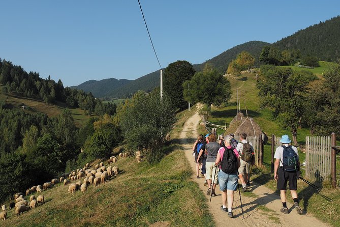 Village life in Transylvanian Carpathian mountains - 8 days - Day 4: Village-hopping through Magura, Pestera, Sirnea, Ciocanu, and Fundata