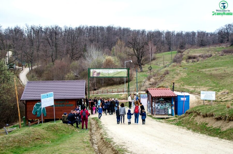 Visit Bear Sanctuary and Bran Castle from Brasov - A 5-hour Bran and bears combo that actually feels doable