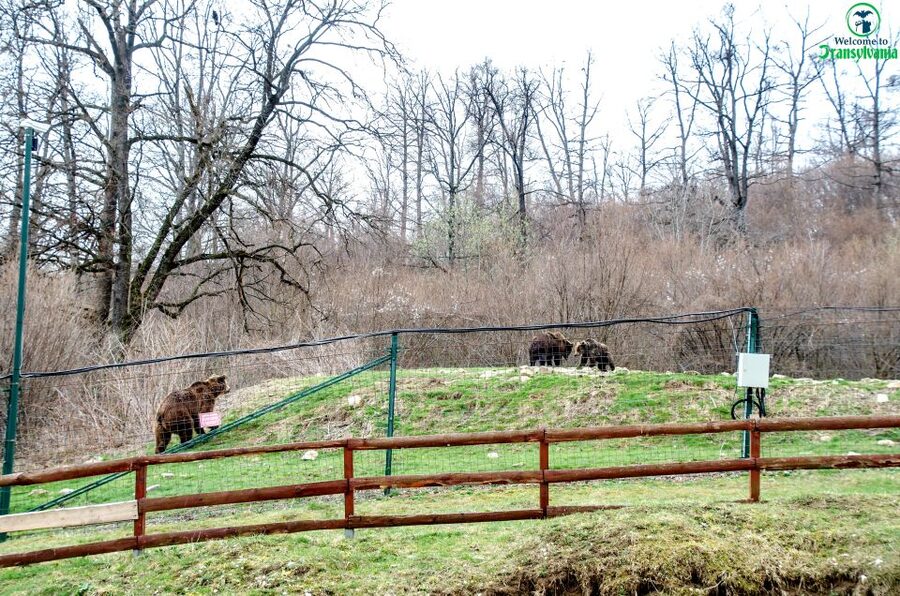 Visit Bear Sanctuary and Bran Castle from Brasov - The Brasov ride: pickup options, van comfort, and live commentary