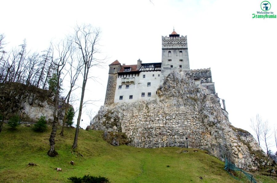 Visit Bear Sanctuary and Bran Castle from Brasov - Should you book this Bran and bears day trip?